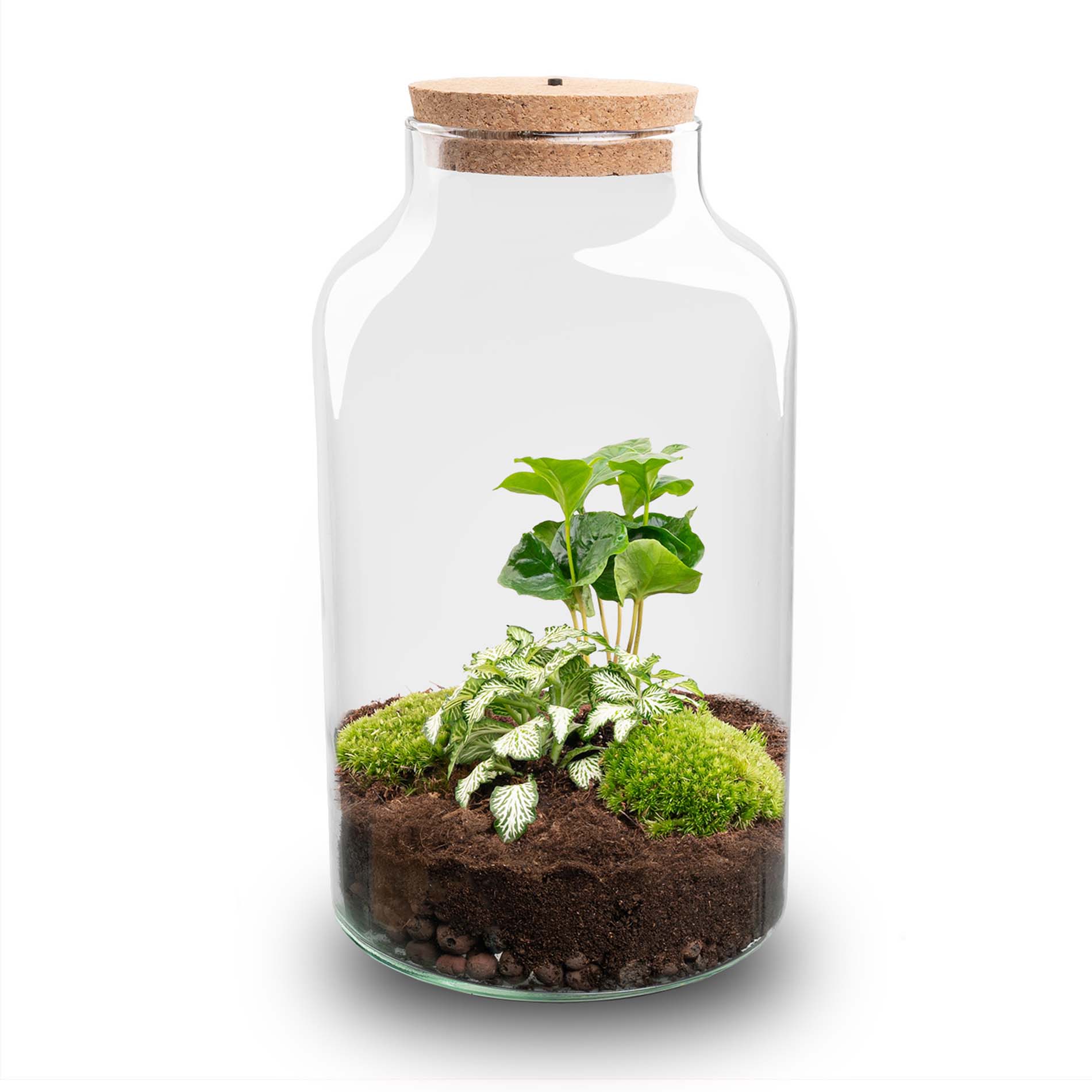 Terrarium DIY Kit Milky with Light 31 cm Glass Bottle Garden with Coffea Plant - Afanaya